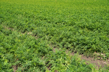 Fototapeta na wymiar Karotten Möhren auf einem Feld vor der Ernte