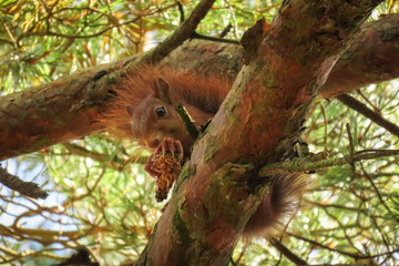 Red squirrel in a tree eating a pine cone