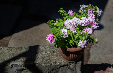 Red brown pot with light pink terry petunia flowers. Pretty beautiful decorative flower with green leaves in light of sun. Summer. Shadow background