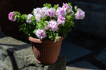Light pink terry petunia flowers in red brown pot. Pretty beautiful decorative flower with green leaves in light of sun. Summer. Shadow background