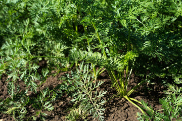 Karotten Möhren auf einem Feld vor der Ernte
