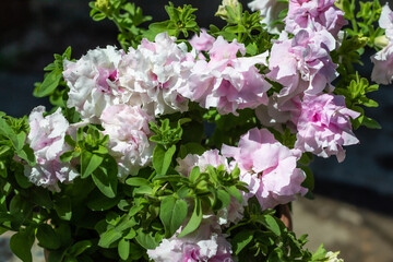 Beautiful light pink terry petunia flowers. Pretty decorative flower with green leaves in light of sun. Summer. Shadow background