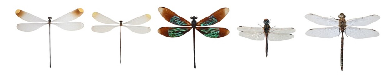 Fototapeta na wymiar Dragonfly close up