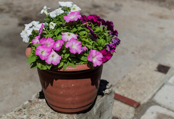 Different bright colorful pink white petunia in red brown pot. Beautiful decorative flower with green leaves in light of sun. Summer