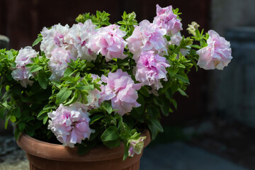Light pink terry petunia flowers in red brown pot. Pretty beautiful decorative flower with green leaves in light of sun. Summer