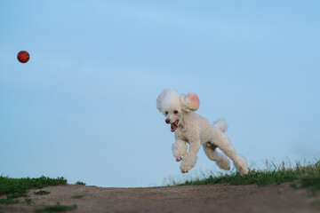  dog catches the ball. White miniature poodle playing in nature. 
