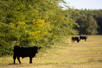 vacas y toros angus en campo