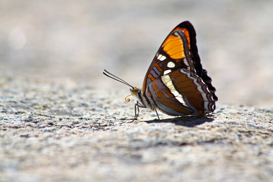 Side view of a California Sister Butterfly (Adelpha californica) with closed wings on a rock in Yosemite National Park.