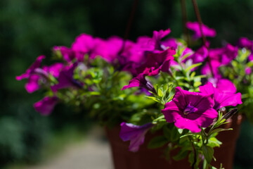 Bright sunny pink purple petunia in red brown pot. Beautiful decorative flower with green leaves in light of sun. Summer garden