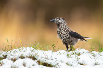 Little spotted nutcracker, nucifraga caryocatactes, standing on grass covered with snow in winter. Spotted bird observing from a horizon with copy space. Small feathered animal in nature.