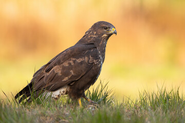Impressive common buzzard, buteo buteo, sitting on the ground in fall. Brown bird of prey watching...