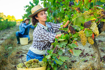 Naklejka na ściany i meble Portrait of female farmer picking harvest of green grapes in vineyard outdoor