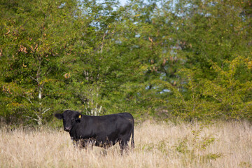 vacas y toros angus en campo