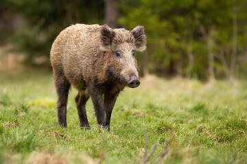 Hairy wild boar, sus scrofa, walking on meadow in autumn nature. Brown big mammal moving on green field in fall. Dirty adult swine going on grassland.
