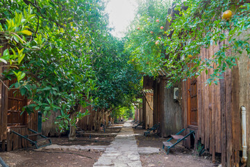 Fototapeta na wymiar Bungalow tree houses positioned in line among trees, Olimpos, Antalya, Turkey