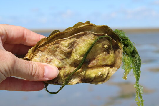 An oyster found in the South Danish Wadden Sea National Park 