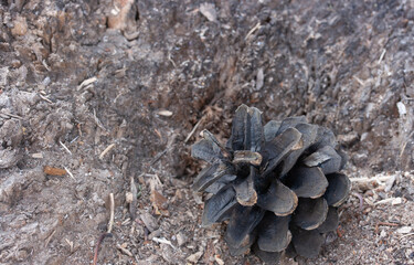 Opened brown pine cone on an old tree stump