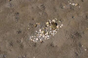 Cockleshell in the Danish Wadden Sea 