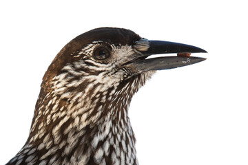 Spotted nutcracker, nucifraga caryocatactes, holding a nut cut out on blank in detail. Spotted bird head in detail isolated on white background. Feathered animal watching with copy space.
