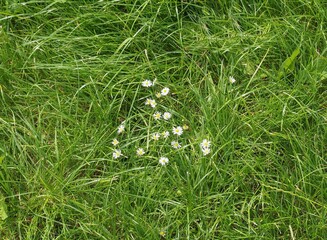 daisy plant (Bellis perennis) white flower © Claudio Divizia