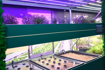 Professional hydroponics setup working. LED lamps lighting, plants growing