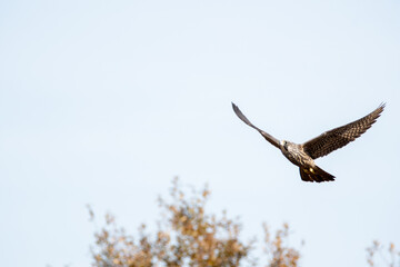 A Peregrine falcon flying in the sky. Burnaby BC Canada

