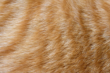 Ginger cat fur texture background.