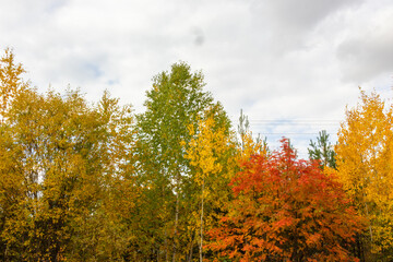 Fototapeta premium natural, beautiful trees with green,yellow leaves, coniferous trees in the autumn forest,Park against the blue sky