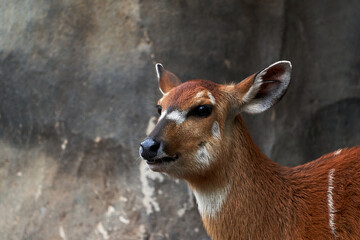Beautiful portrait of a single western sitatunga head with orange color in a zoo in Valencia, Spain