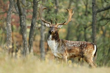 Naklejka na ściany i meble Majestic fallow deer, dama dama, standing inside forest in autumn. Spotted stag with huge antlers looking to the camera in woodland. Wild mammal observing in wilderness in fall.