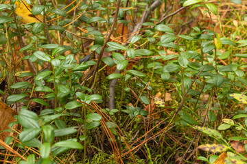 natural, beautiful plants, shrubs, green, yellow leaves, cranberry bushes, moss on the ground in the autumn forest,Park