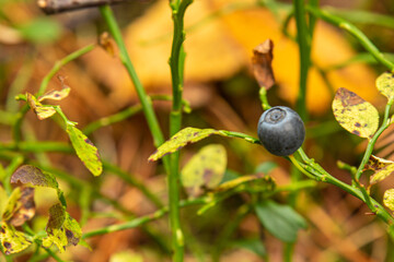 healthy, natural blueberries in the autumn forest with plants, yellow leaves, moss,texture