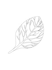 Spinach. Single Leaf isolated on white background. Line Vector illustration. Fresh herbs. Vegetarian Ingredient. Organic food. Logo, packaging, print, market store