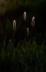 Back lit grass in summer