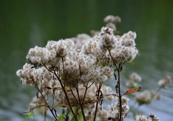 Pflanze im verregneten Park