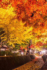 Fototapeta na wymiar Night display of the colorful trees in autumn at Fujikawaguchiko next to Lake Kawaguchi in Japan