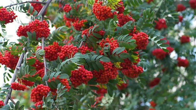 Branches with berries in the wind. Footage of a bunch of orange-red rowan berries on a green bush in autumn