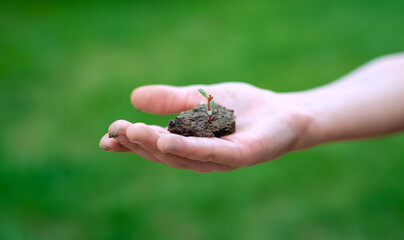 Obraz premium Child's hand holding soil with seedling plant in hand for agriculture or planting at bokeh green background