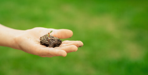 Naklejka na ściany i meble Child's hand holding soil with seedling plant in hand for agriculture or planting at bokeh green background