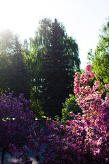 Obraz premium Apple tree look like sakura. beautiful flowers and blue sky. card