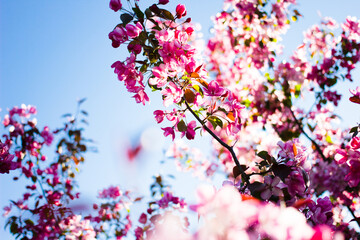 Apple tree look like sakura. beautiful  flowers and blue sky. card