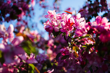 Apple tree look like sakura. beautiful  flowers and blue sky. card