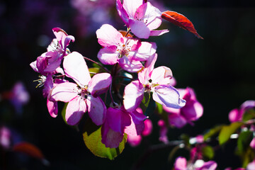 Apple tree look like sakura. beautiful  flowers and blue sky. card