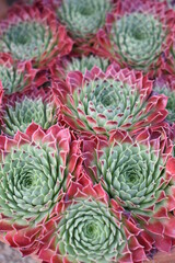 Fototapeta premium Succulent plant in Kew Gardens, England