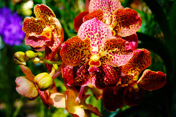 red and yellow orchid