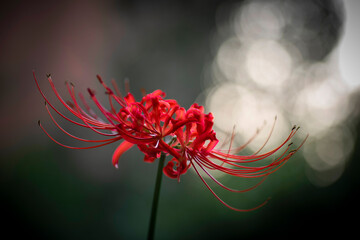 Red spide lily,red lycoris radiata flowers with green background.