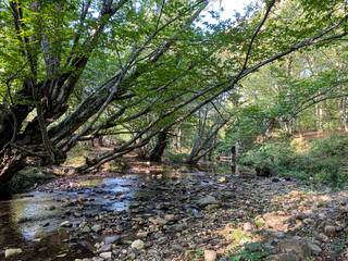 river in the forest