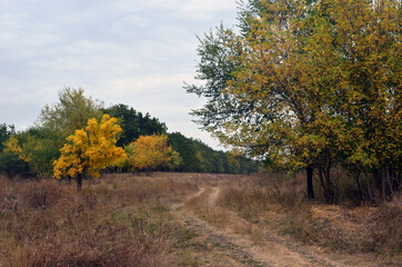Fototapeta premium Trees with yellow leaves in the forest. Autumn, landscape.