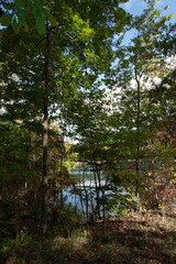 A glimpsing view of the lake water through a cool and shadowed opening in the trees and brush of the shoreline.