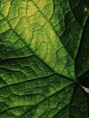 green leaf texture